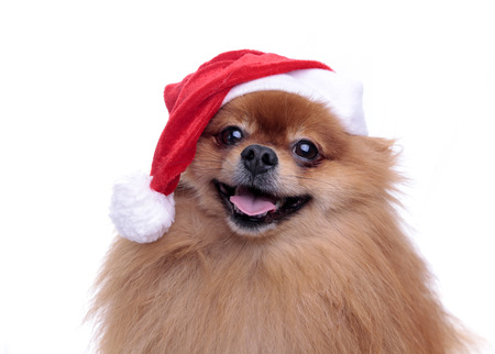 cute Pomeranian dog in a hat of Santa Claus symbol of the new year 2018 sitting on a white background close-up full faceの写真素材