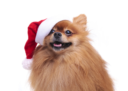 cute Pomeranian dog in a hat of Santa Claus symbol of the new year 2018 sitting on a white background full face looking upの写真素材