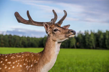 A male sika deer with branched antlers standing against the background of the forest and the skyの写真素材