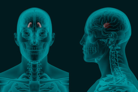 X-ray image of the human Brain Globus pallidusi in frontal and lateral projections 3d rendering medical illustrationの写真素材