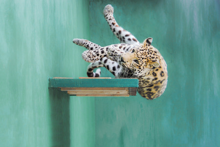 Young amur leopard falling from the shelfの写真素材