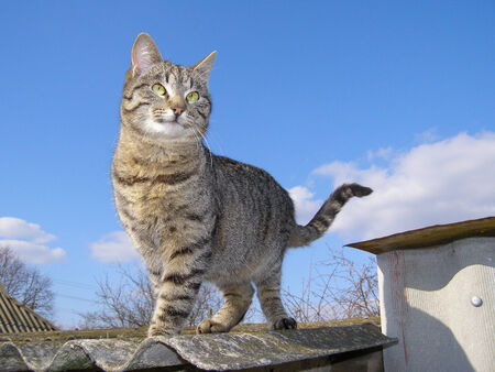 Cat standing against the skyの写真素材