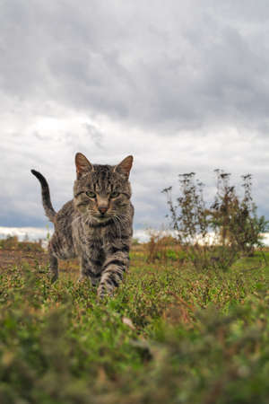 Tabby cat walking on grass against overcast skyの写真素材