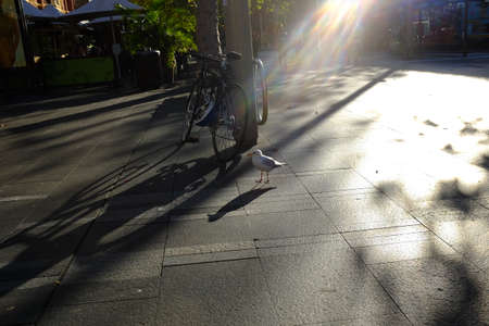 A white bird standing near a bike with a glare from the sunlight casting a shadow on the walkway.のeditorial素材