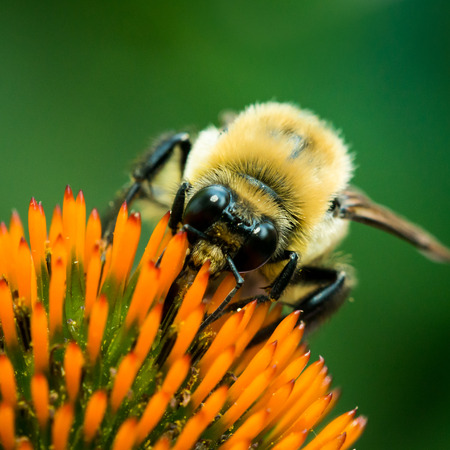 Bumblebee on Purple Coneflower