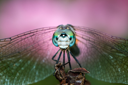 Frontal Portrait of Male Blue Dasher Dragonfly Against Pink Flowersの写真素材