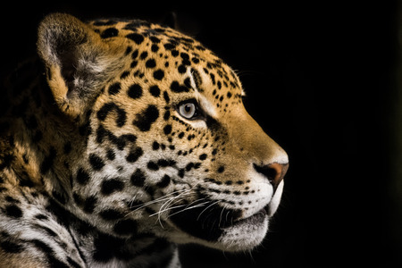 Profile Portrait of Jaguarの写真素材