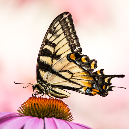 Tiger Swallowtail on Coneflowerの写真素材