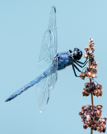 Slaty Skimmer Dragonfly Against Blue Backgroundの写真素材