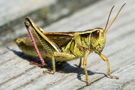 Two Striped Grasshopper on the Boardwalk