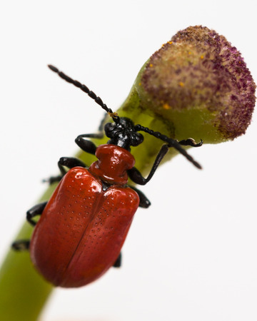 Red Lily Beetle on Stargazer Lily Stigmaの写真素材