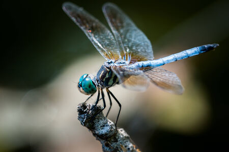 Male Blue Dasher Dragonfly Over Autumn Leaves in a Pondの写真素材