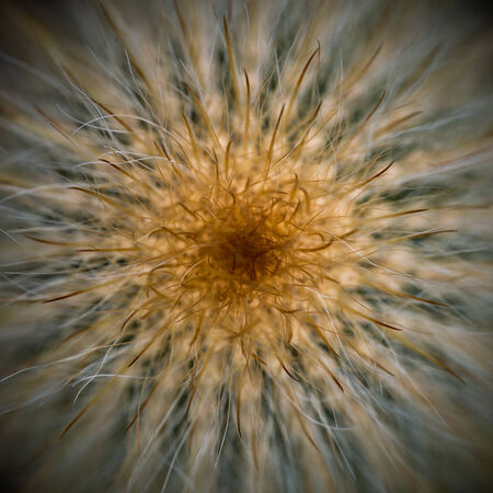 Top down view of cactusの写真素材