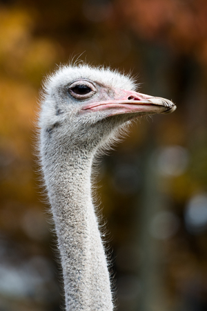 Ostrich Head Portrait with a Background of Autumn Trees