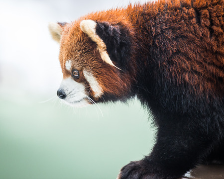 Profile portrait of Red Pandaの写真素材