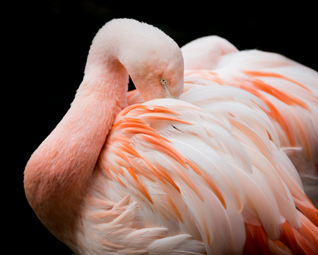 Profile portrait of Chilean Flamingoの写真素材