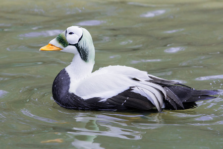 Profile Portrait of Common Eider Duckの写真素材
