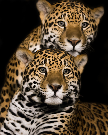 Frontal Portrait of Jaguar Pairの写真素材