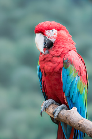 Profile Portrait of Green-Winged Macawの写真素材
