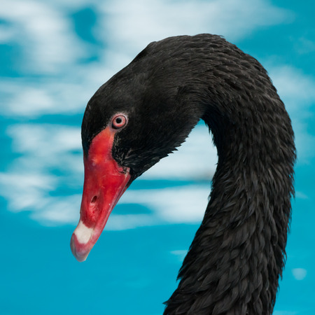 Profile Portrait of Black Swanの写真素材
