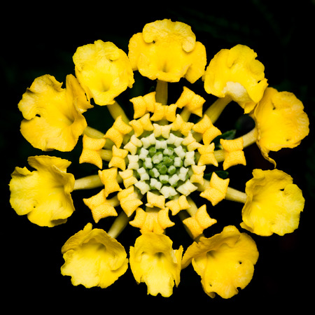 Macro of a Lantana Flower on a Black Backgroundの写真素材