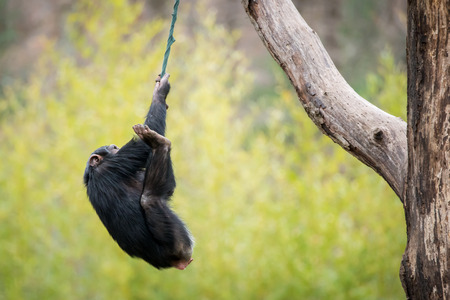 Young Chimpanzee Swinging on Improvised Rope Tied to Tree