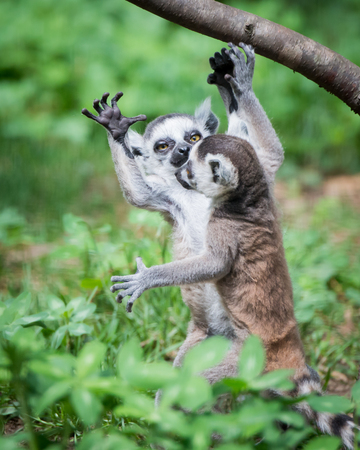 Baby Ring-Tailed Lemurs Playing in the Grass