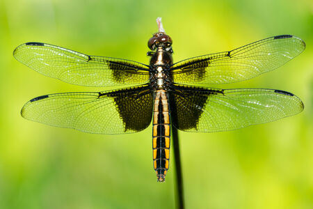 Widow Skimmer Dragonfly Perched on a Branchの写真素材