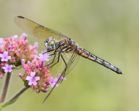 Female Blue Dasher Dragonfly Perched on a Flowerの写真素材
