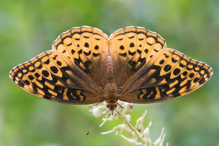 Aphrodite Fritillary Perched on a White Flowerの写真素材