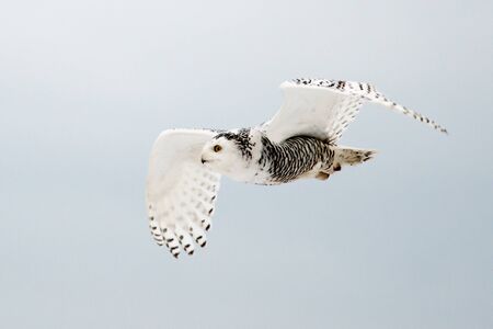 Snowy Owl in Flightの写真素材