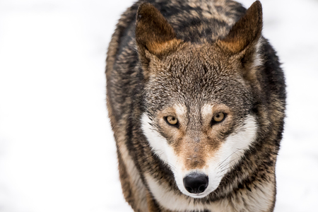 Frontal Portrait of a Red Wolf in Snow