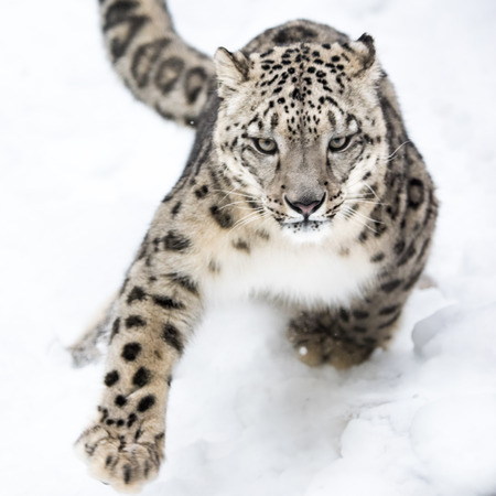 Snow Leopard Running in Snowの写真素材