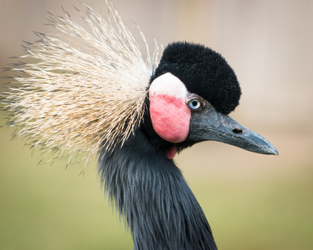 Profile Portrait of West African Crowned Craneの写真素材