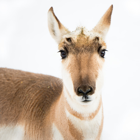 Frontal portrait of Pronghorn standing in snowの写真素材