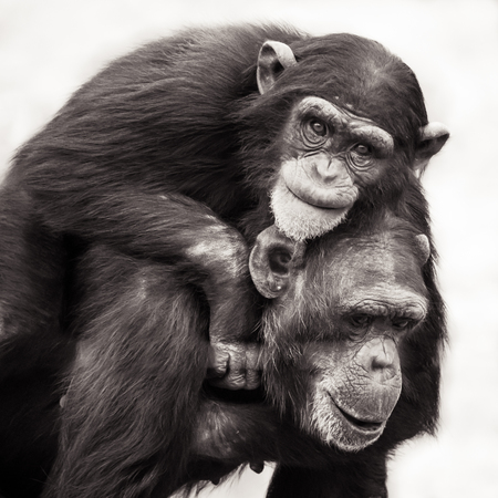 Chimpanzee Mother with Her Young Son Riding on Her Backの写真素材