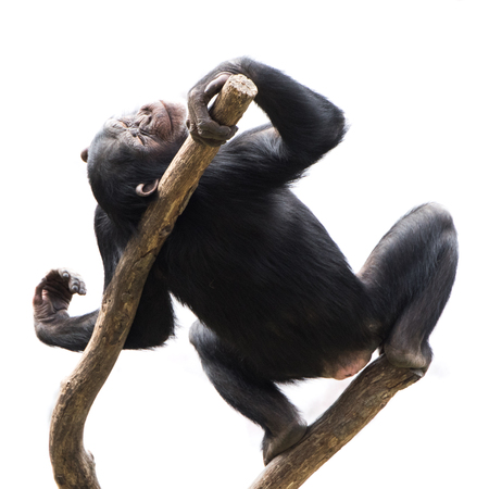 Young Chimpanzee Lounging in the Sun in a Treeの写真素材