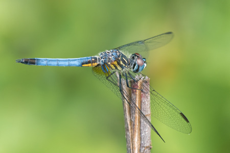 Profile Portrait of a Male Blue Dasher Dragonflyの写真素材