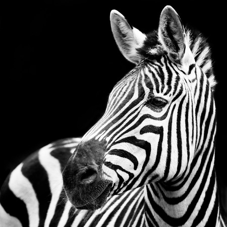 Profile Portrait of a Zebra Against a Black Backgroundの写真素材