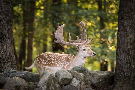 Profile Portrait of a Eurasian Fallow Deerの写真素材