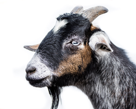Profile Portrait of a Miniature Nubian Goat Against a White Backgroundの写真素材