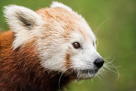 34 Portrait of a Red Panda Against a Green Backgroundの写真素材