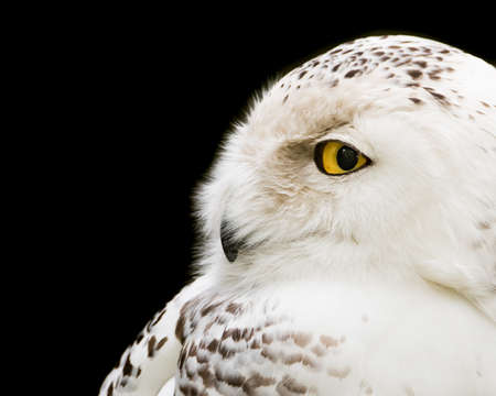 Profile Portrait of a Snowy Owl