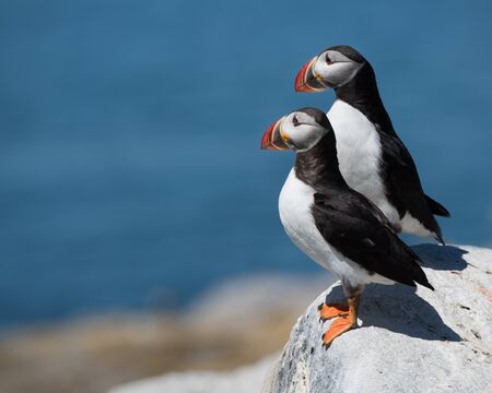 Profile Portrait of a Atlantic Puffin Pair Against a Blue Backgroundの写真素材