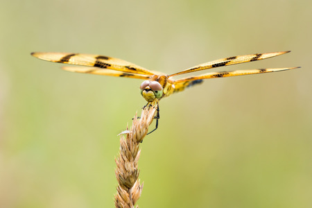 Frontal Portrait of a Halloween Pennant Dragonfly Perched on a Grass Stalkの写真素材