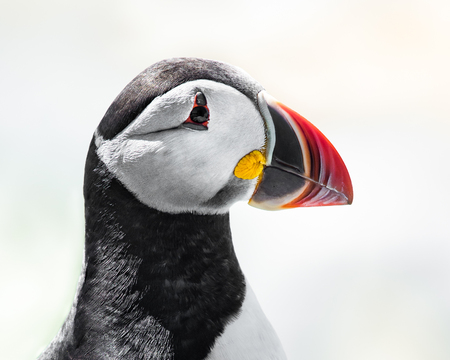 Profile Portrait of a Atlantic Puffin Against a White Backgroundの写真素材