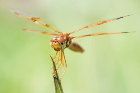 34 Portrait of a Common Whitetail Dragonfly Perched on a Leafの写真素材