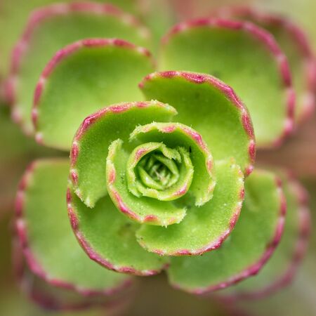 Closeup of a Green Succulent Plant with Red Tips