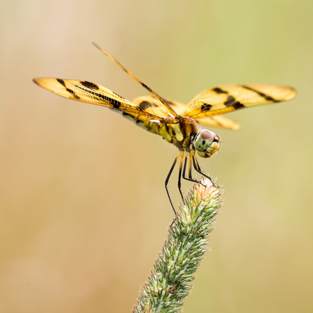 A Profile Portrait of a Perching Halloween Pennant Dragonflyの写真素材