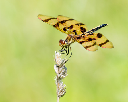A Profile Portrait of a Perching Calico Pennant Dragonflyの写真素材